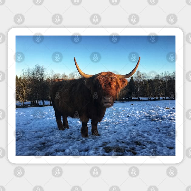 Scottish Highland Cattle Cow 2243 Sticker by SaarelaHighland